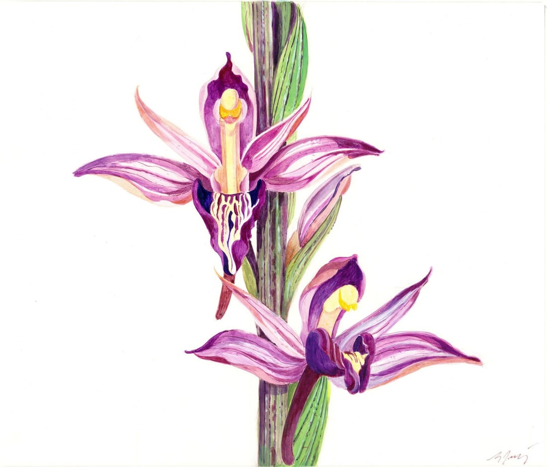 Guenter Jacki (German,1936-?) watercolor painting: ARTIST: Guenter Jacki (Germany, 1936 - ???) TITLE: Illustration - Orchid, Bonn, Germany (titled on verso) YEAR: 1984 MEDIUM: watercolor on heavy paper CONDITION:<