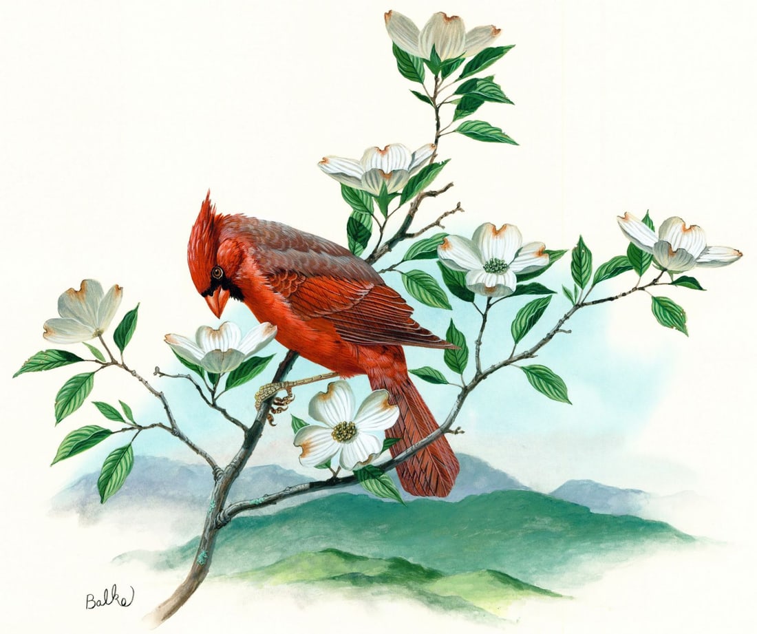 Don Balke (NC,1933-?) gouache painting: ARTIST: Don Balke (North Carolina, 1933 - ???) TITLE: Cardinal Bird, Virginia (titled on verso) YEAR: 1985 MEDIUM: gouache on board CONDITION: Minor dama