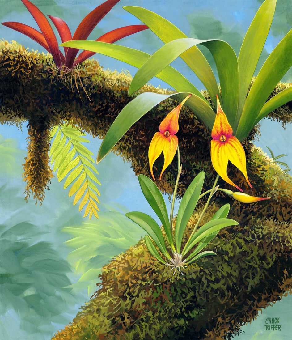 Chuck Ripper (WV,PA,1929-2019) gouache painting: ARTIST: Chuck Ripper (West Virginia, Pennsylvania, 1929 - 2019) TITLE: Plant - Masdevallia Veitchiana (titled on verso) YEAR: 1995 MEDIUM: gouache on board CONDIT
