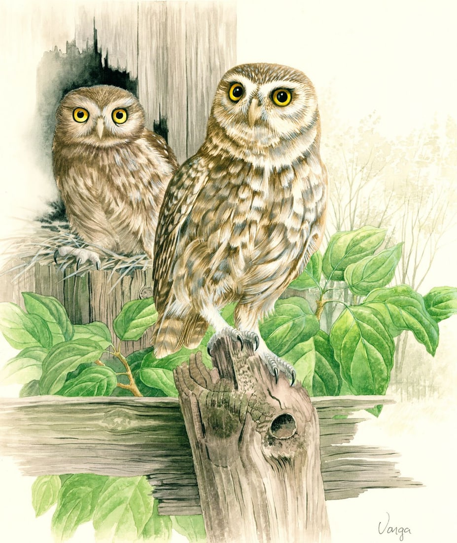 Pal Varga (Hungary,1937-?) watercolor painting: ARTIST: Pal Varga (Hungarian, 1937 - ???) TITLE: Little Owl Bird, Poland (titled on verso) YEAR: 1991 MEDIUM: watercolor on heavy paper CONDITION: Minor