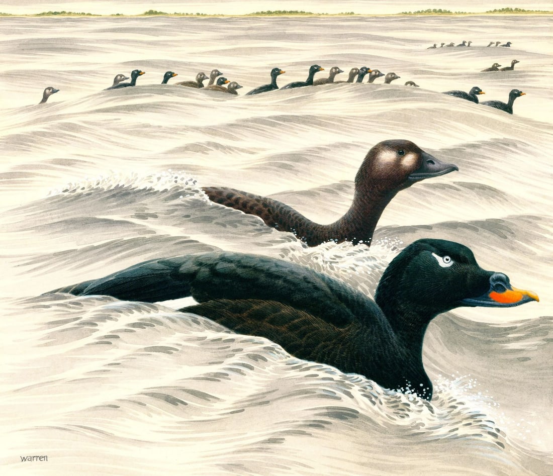 Michael Warren (UK,1938-?) watercolor painting: ARTIST: Michael Warren (United Kingdom, 1938 - ???) TITLE: Ducks - White-winged Scoter (titled on verso) YEAR: 1990 MEDIUM: watercolor on heavy paper CONDITION: