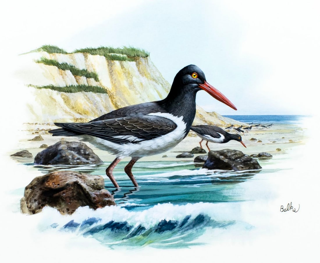 Don Balke (NC,1933-?) gouache painting: ARTIST: Don Balke (North Carolina, 1933 - ???) TITLE: American Oystercatcher Bird, MA (titled on verso) YEAR: 1985 MEDIUM: gouache and watercolor on board CONDI