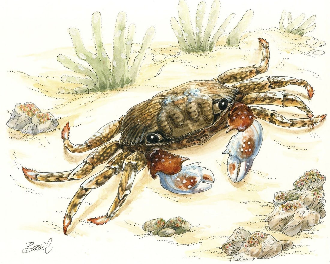 Basil Smith (UK,1925-2010) watercolor painting: ARTIST: Basil Smith (United Kingdom, 1925 - 2010) TITLE: Solomon Islands - Swift-footed Crab (titled on verso) YEAR: 1993 MEDIUM: watercolor on board CONDITION:
