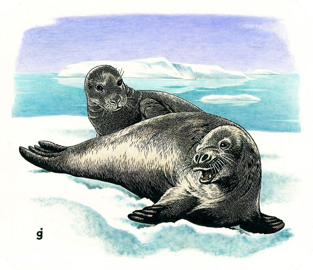 Gene Jarvis (IN,20/21C) mixed media painting: ARTIST: Gene Jarvis (Indiana, 20/21 centuries) TITLE: Crabeater Seal, Australia Antarctic Territory (titled on verso) YEAR: 1988 MEDIUM: mixed media on paper. Paper applied