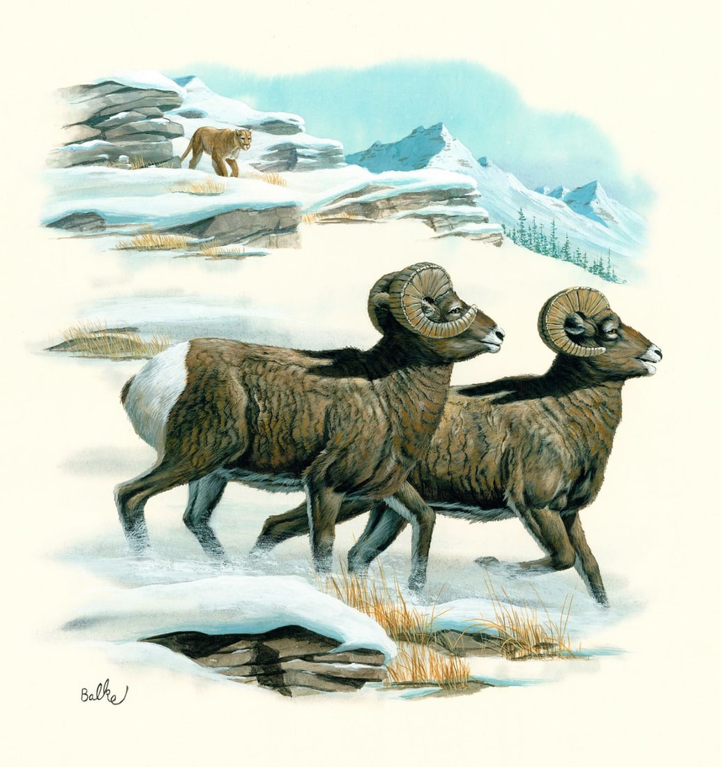 Don Balke (NC,1933-?) gouache painting: ARTIST: Don Balke (North Carolina, 1933 - ???) TITLE: Big Horn Sheep (titled on verso) YEAR: 1986 MEDIUM: gouache on board CONDITION: Very good.