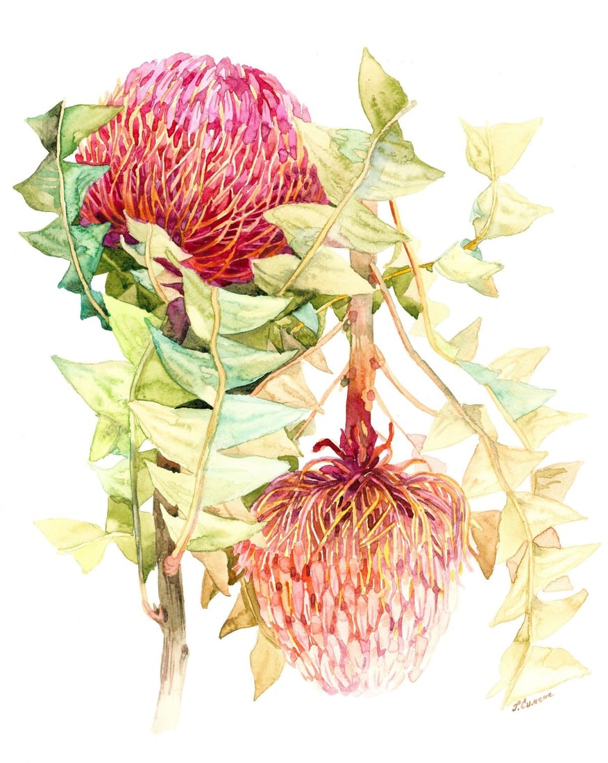 Galina Simchich (Ukraine,20/21C) watercolor painting: ARTIST: Galina Simchich (Ukrainian, 20/21 centuries) TITLE: Still Life with Banksia Flowers MEDIUM: watercolor on heavy paper CONDITION: Very good. ART SIZE: