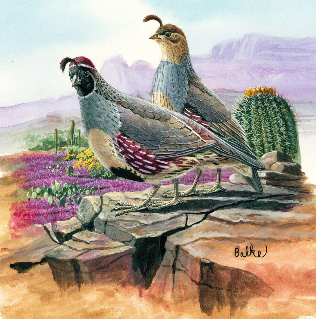 Don Balke (NC,1933-?) gouache painting: ARTIST: Don Balke (North Carolina, 1933 - ???) TITLE: Gambel Quail Bird (titled on verso) YEAR: 1999 MEDIUM: gouache on board CONDITION: Very good.