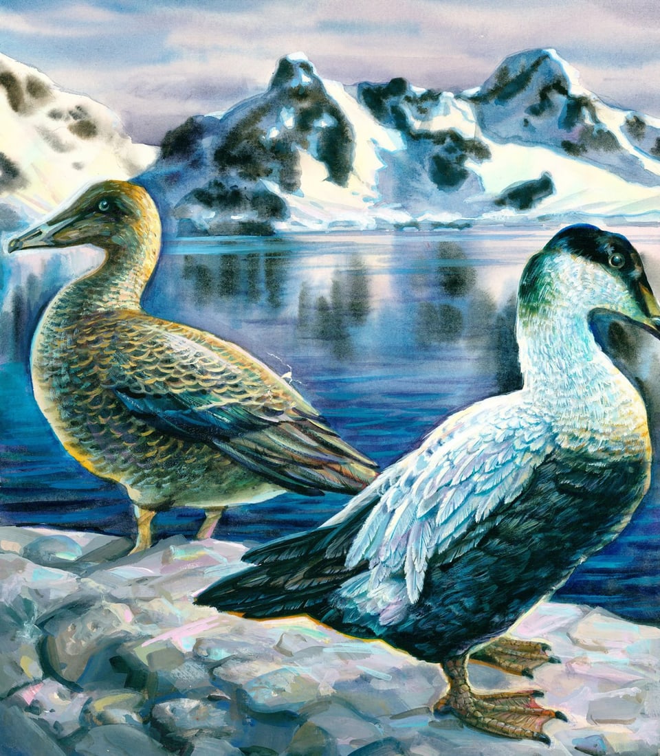Ivan Kozlov (Russia,1937-?) gouache painting: ARTIST: Ivan Kozlov (Russian, 1937 - ???) TITLE: Common Eider Duck (titled on verso) YEAR: 1993 MEDIUM: gouache on heavy paper CONDITION: Some tears with