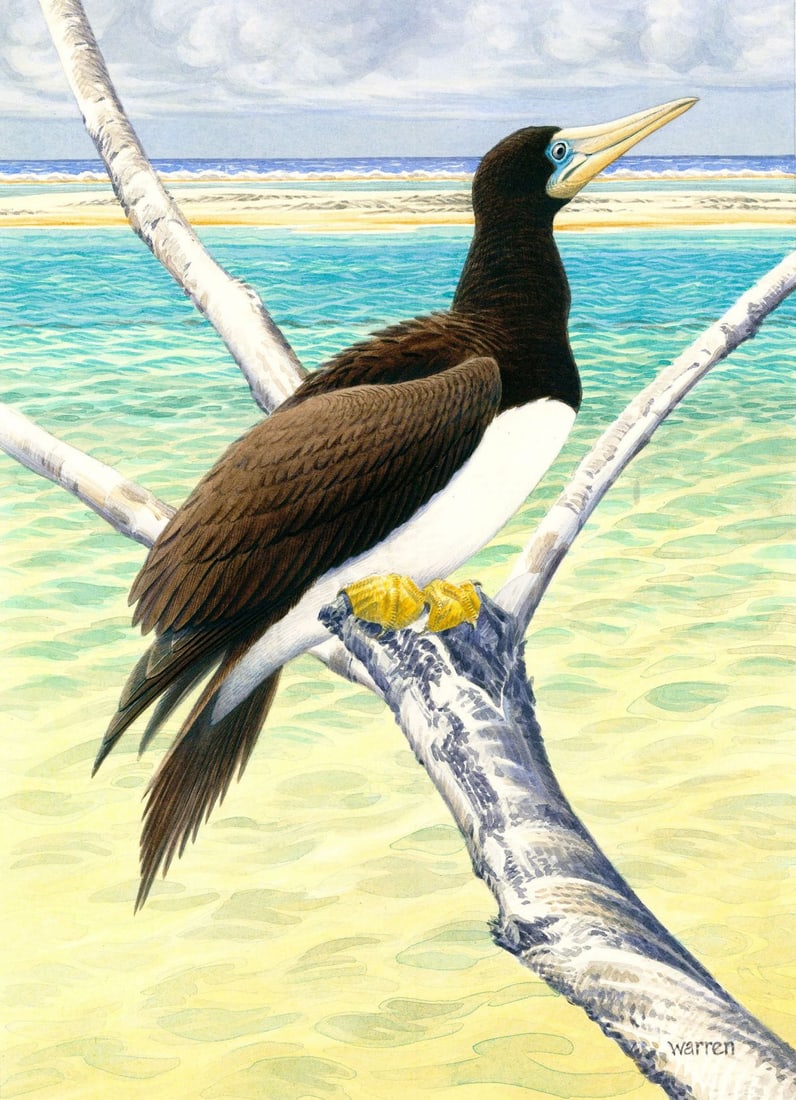Michael Warren (UK,1938-?) watercolor painting: ARTIST: Michael Warren (United Kingdom, 1938 - ???) TITLE: Brown Booby Bird (titled on verso) YEAR: 1993 MEDIUM: watercolor on heavy paper CONDITION: M