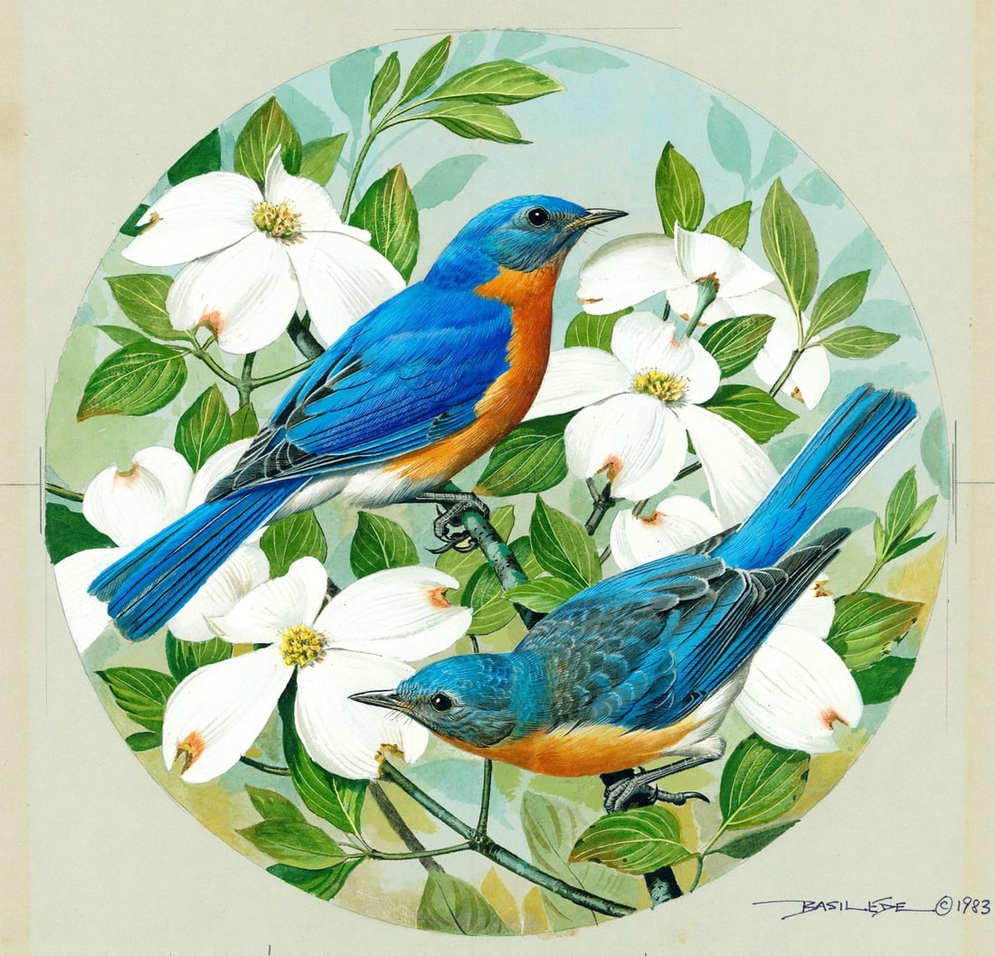 Basil Rashley Ede (DC,PA,UK,1931-2016) gouache painting: ARTIST: Basil Rashley Ede (District Of Columbia, Pennsylvania, United Kingdom, 1931 - 2016) TITLE: Eastern Bluebird YEAR: 1983 MEDIUM: gouache on heavy paper COND