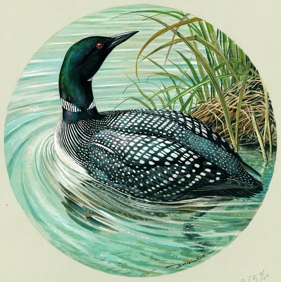 Basil Rashley Ede (DC,PA,UK,1931-2016) gouache painting: ARTIST: Basil Rashley Ede (District Of Columbia, Pennsylvania, United Kingdom, 1931 - 2016) TITLE: Great Nothern Diver Duck YEAR: 1980 MEDIUM: gouache on heavy paper