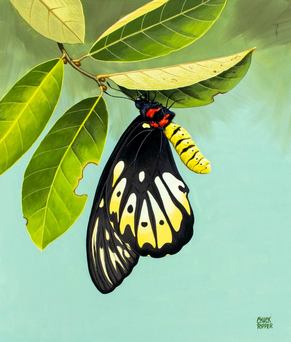 Chuck Ripper (WV,PA,1929-2019) gouache painting: ARTIST: Chuck Ripper (West Virginia, Pennsylvania, 1929 - 2019) TITLE: Queen Alexandras Birdwing Butterfly (titled on verso) YEAR: 1998 MEDIUM: gouache on board