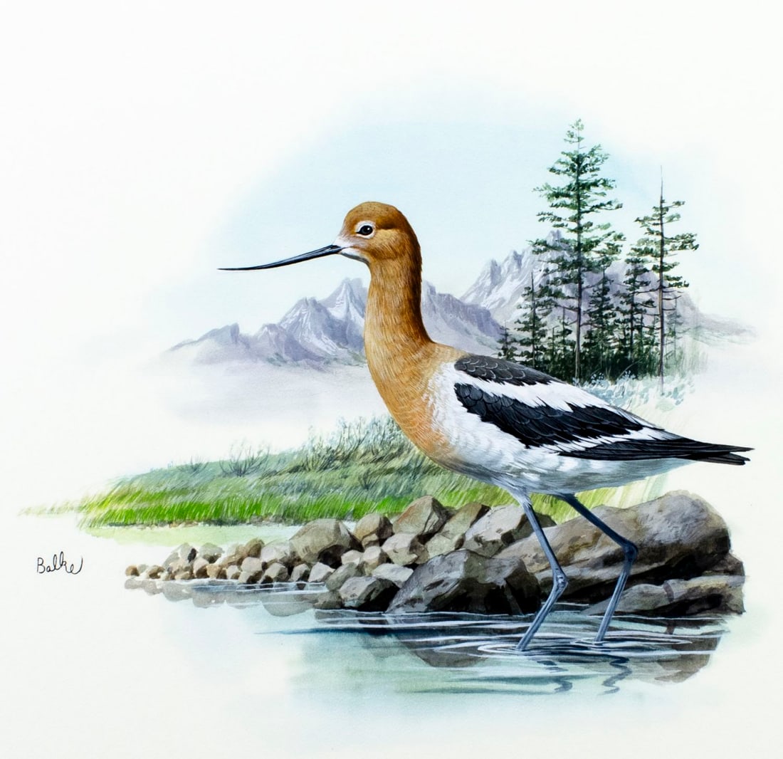 Don Balke (NC,1933-?) gouache painting: ARTIST: Don Balke (North Carolina, 1933 - ???) TITLE: Avocet Bird, Wyoming (titled on verso) YEAR: 1986 MEDIUM: gouache and watercolor on board CONDITION: