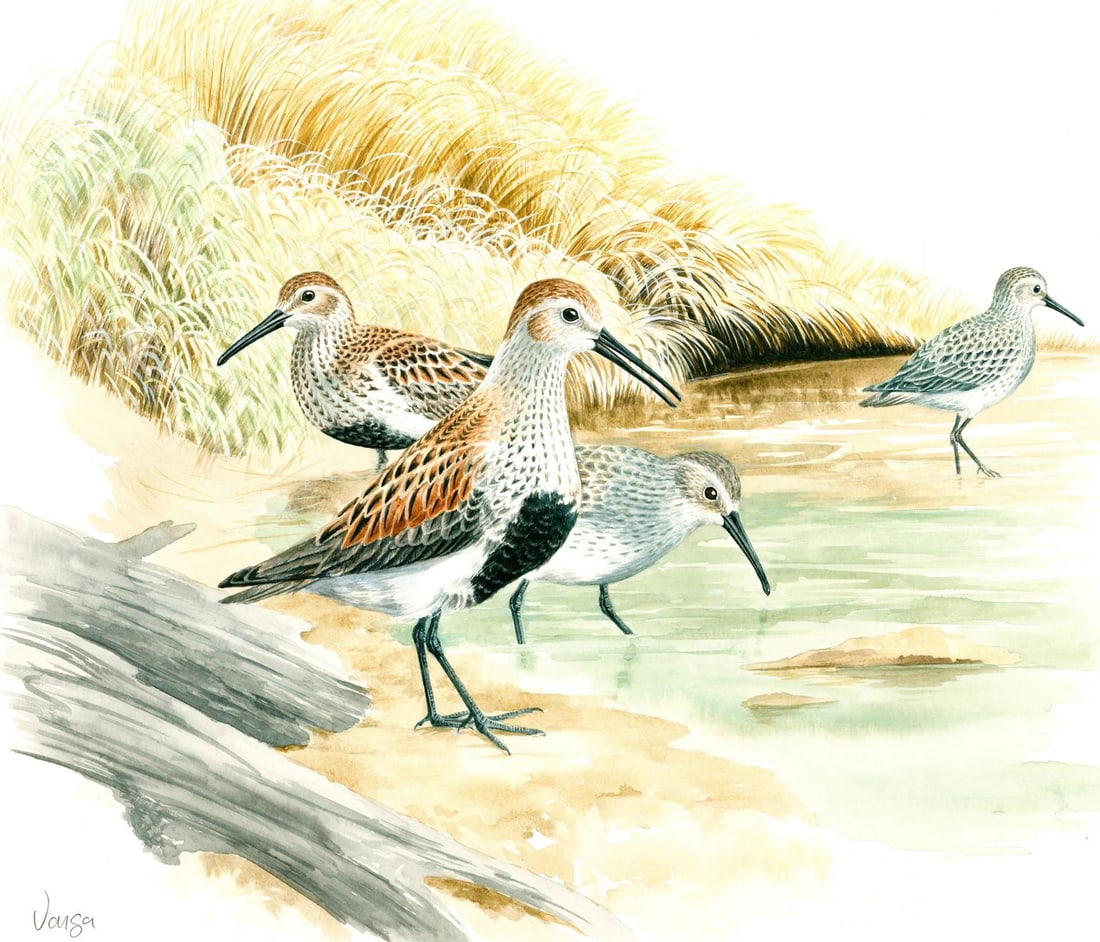 Pal Varga (Hungary,1937-?) watercolor painting: ARTIST: Pal Varga (Hungarian, 1937 - ???) TITLE: Dunlin Bird YEAR: 1999 MEDIUM: watercolor on heavy paper CONDITION: Very good. ART SIZE: