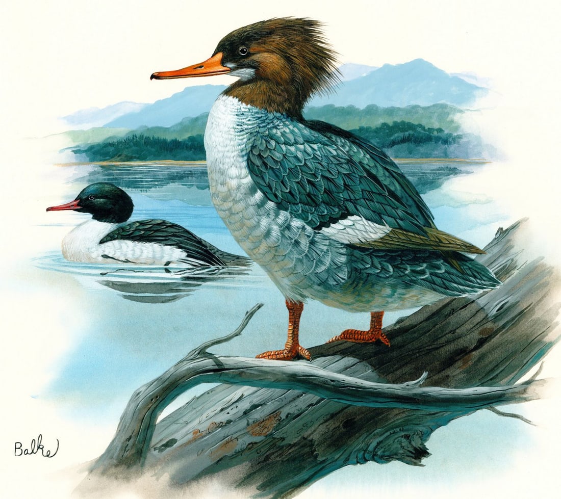 Don Balke (NC,1933-?) gouache painting: ARTIST: Don Balke (North Carolina, 1933 - ???) TITLE: Common Merganser Duck, West Virginia (titled on verso) YEAR: 1982 MEDIUM: gouache on board CONDITION: