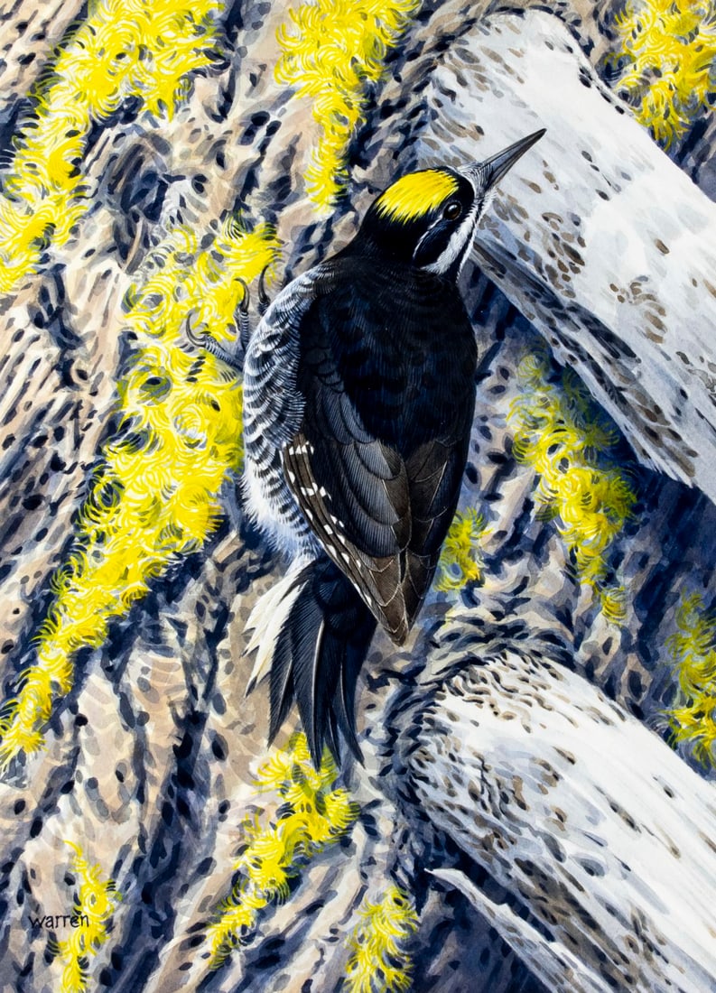 Michael Warren (UK,1938-?) watercolor painting: ARTIST: Michael Warren (United Kingdom, 1938 - ???) TITLE: Black-backed Woodpecker Bird (titled on verso) YEAR: 1992 MEDIUM: watercolor on heavy paper CONDITION