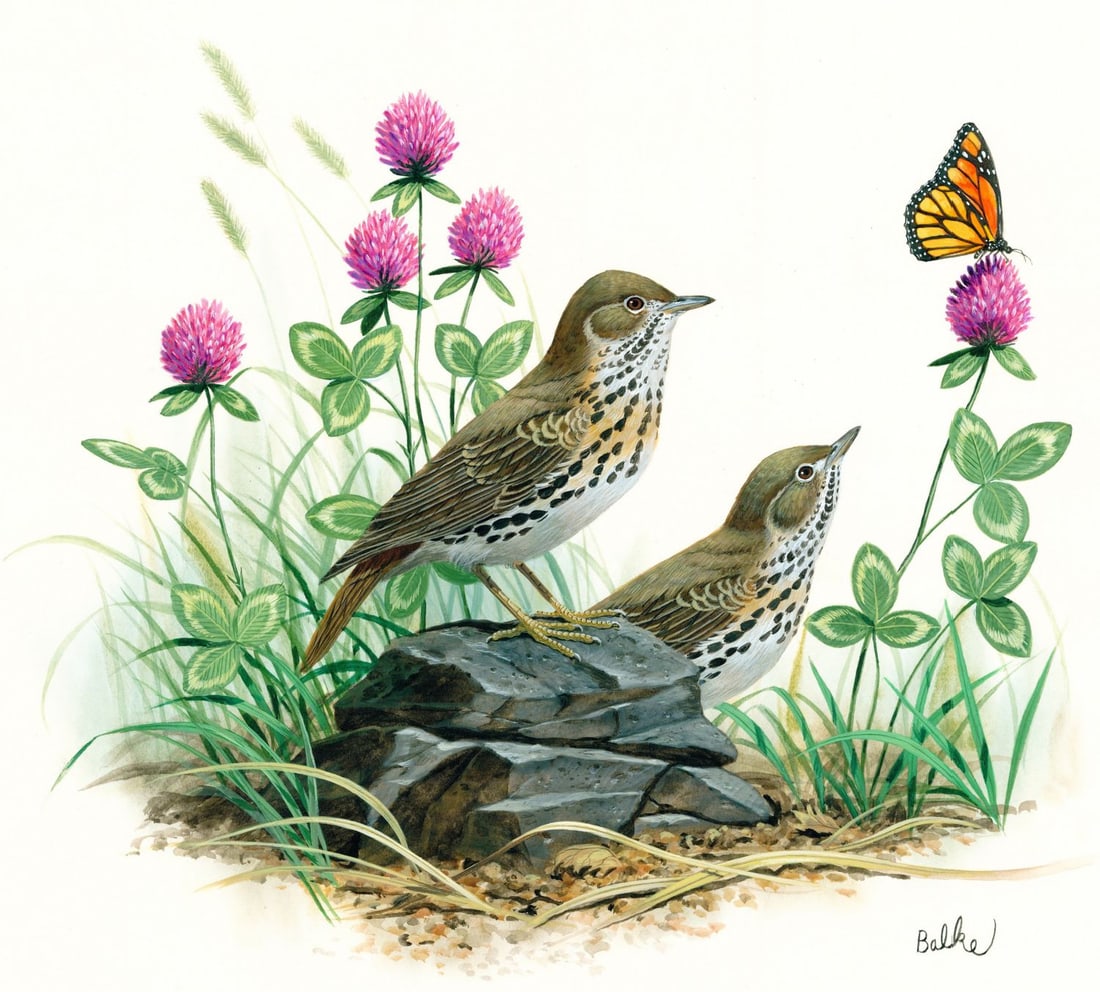 Don Balke (NC,1933-?) gouache painting: ARTIST: Don Balke (North Carolina, 1933 - ???) TITLE: Hermit Thrush Bird, Vermont YEAR: 1985 MEDIUM: gouache on board CONDITION: Minor damages to corners