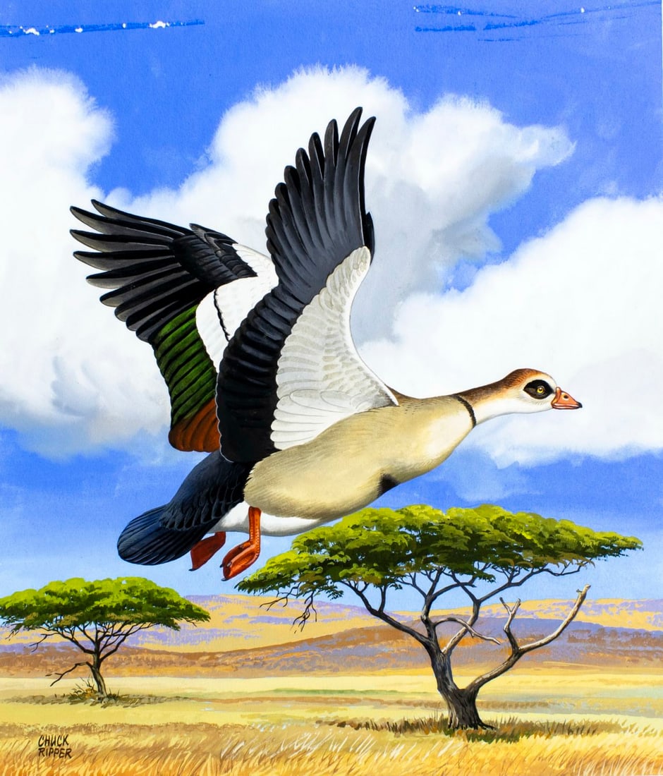 Chuck Ripper (WV,PA,1929-2019) gouache painting: ARTIST: Chuck Ripper (West Virginia, Pennsylvania, 1929 - 2019) TITLE: Egyptian Goose Bird (titled on verso) YEAR: 2003 MEDIUM: gouache on board CONDITION: