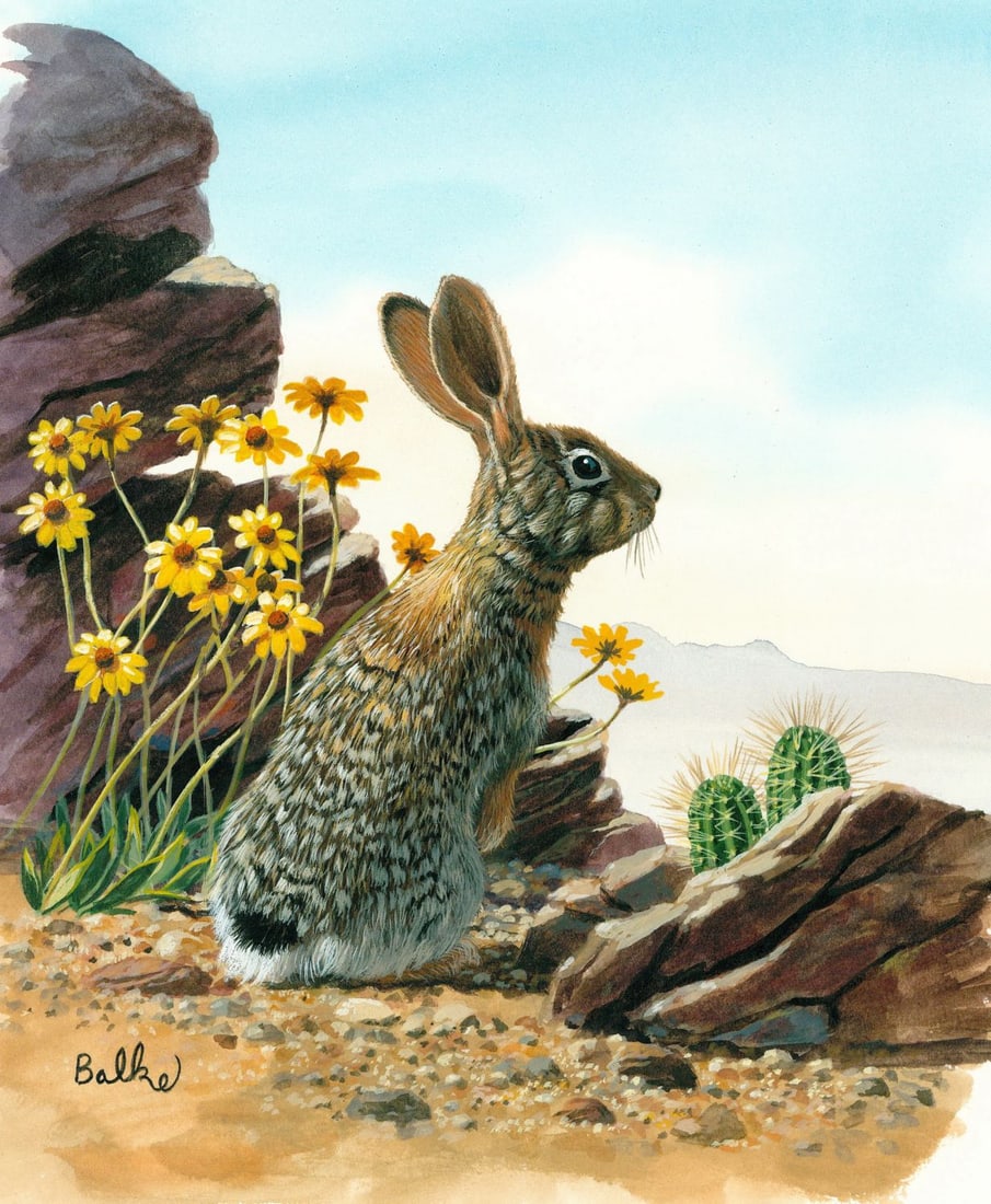 Don Balke (NC,1933-?) gouache painting: ARTIST: Don Balke (North Carolina, 1933 - ???) TITLE: Desert Cottontail Rabbit (titled on verso) YEAR: 1999 MEDIUM: gouache on board CONDITION: Very good