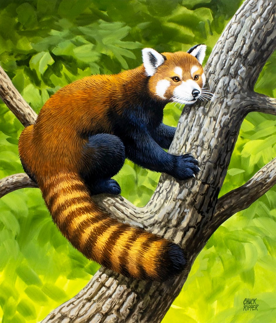 Chuck Ripper (WV,PA,1929-2019) gouache painting: ARTIST: Chuck Ripper (West Virginia, Pennsylvania, 1929 - 2019) TITLE: Lesser Panda (titled on verso) YEAR: 1998 MEDIUM: gouache on board CONDITION: So