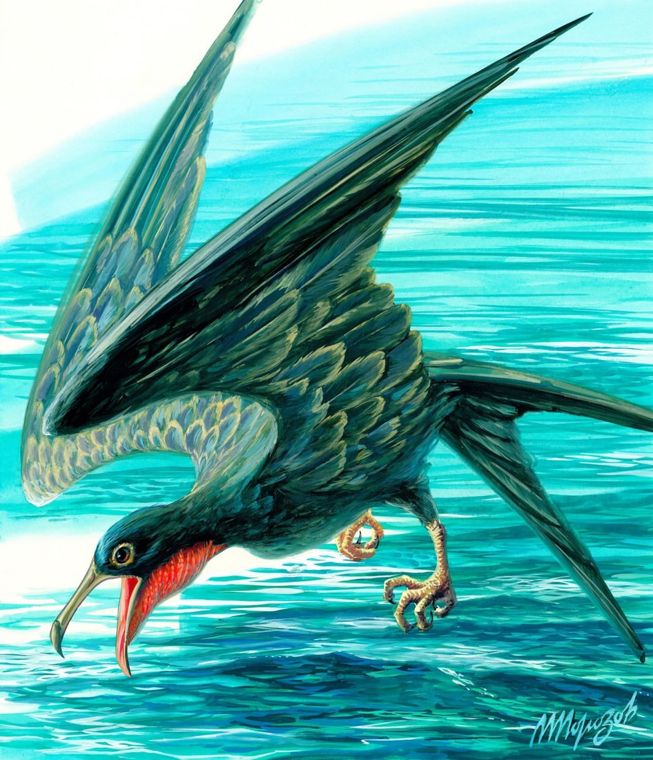 M Morozov (Russia,20C) gouache painting: ARTIST: M Morozov (Russian, 20 century) TITLE: Great Frigatebird, Marshall Islands (titled on verso) YEAR: 1990 MEDIUM: gouache on paper. Paper applied to board.