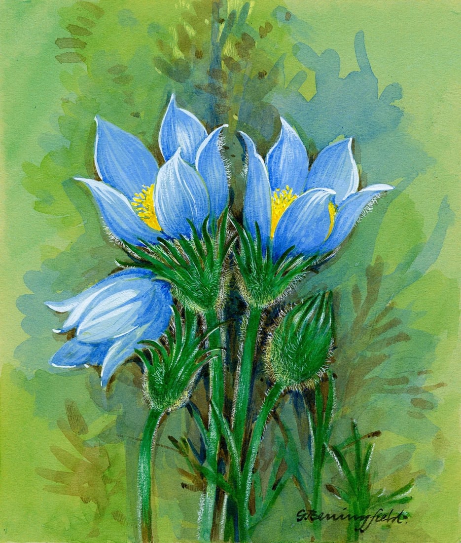 Gordon Beningfield (UK,1936-1998) gouache painting: ARTIST: Gordon George Beningfield (United Kingdom, 1936 - 1998) TITLE: Pasqueflower (titled on verso) YEAR: 1991 MEDIUM: gouache on paper. Paper applied to board.