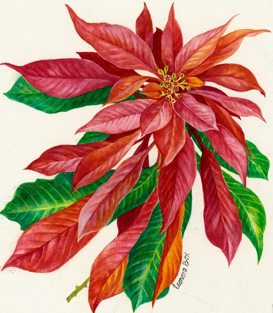 Leonora Box (UK,1936-?) watercolor painting: ARTIST: Leonora Box (United Kingdom, 1936 - ???) TITLE: Poinsettia, December (titled on verso) YEAR: 1981 MEDIUM: watercolor on board CONDITION: Overal