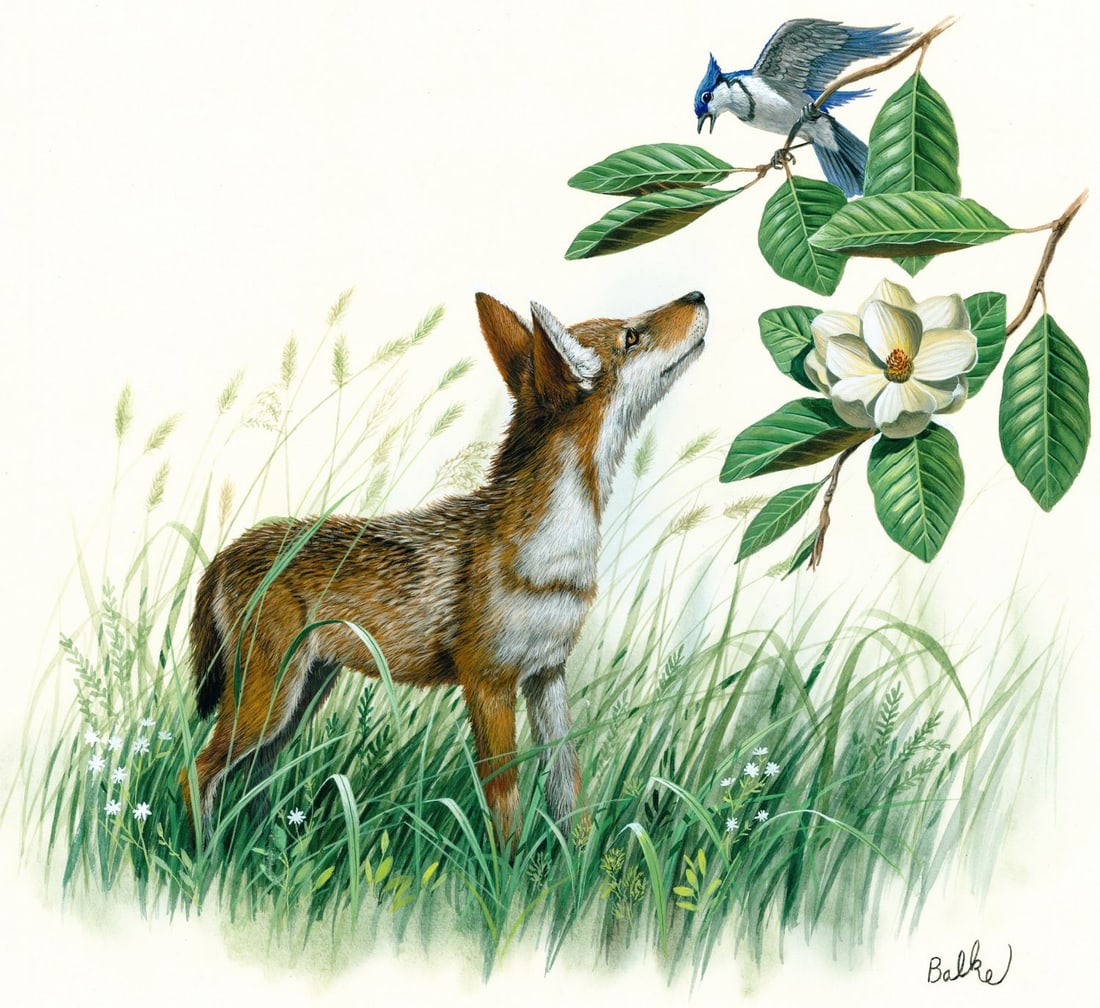 Don Balke (NC,1933-?) gouache painting: ARTIST: Don Balke (North Carolina, 1933 - ???) TITLE: Red Wolf, Louisiana (titled on verso) YEAR: 1984 MEDIUM: gouache on board CONDITION: Minor damages