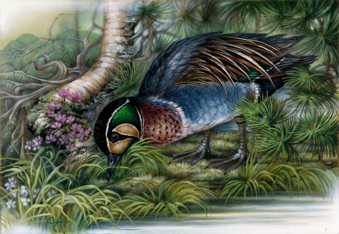 Alexei Isakov (Russia,20C) gouache painting: ARTIST: Alexei Isakov (Russian, 20 century) TITLE: Baikal Teal Duck (titled on verso) YEAR: 2000 MEDIUM: gouache on board CONDITION: Some age toning.