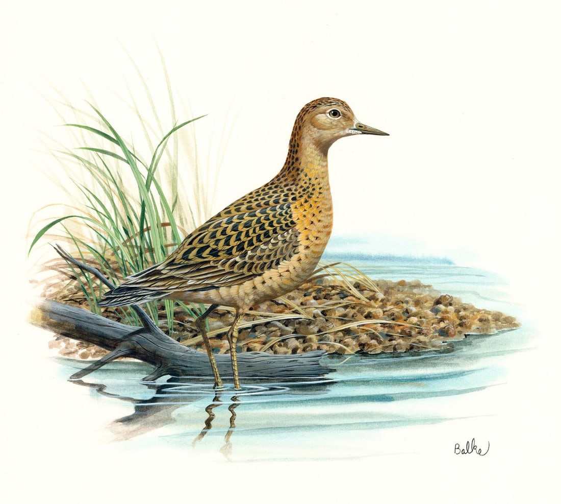 Don Balke (NC,1933-?) gouache painting: ARTIST: Don Balke (North Carolina, 1933 - ???) TITLE: Buff-breaster Sandpiper Bird (titled on verso) YEAR: 1986 MEDIUM: gouache on board CONDITION: Minor