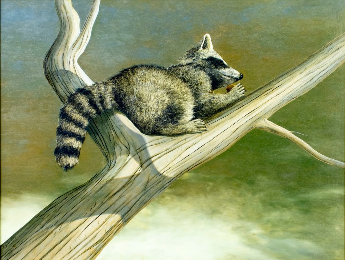 Max Standley (KS,1942-2013) oil painting: ARTIST: Max Standley (Kansas, 1942 - 2013) TITLE: Raccoon - Lookout (titled on label) YEAR: 1971 MEDIUM: oil on board CONDITION: Very good. No visible