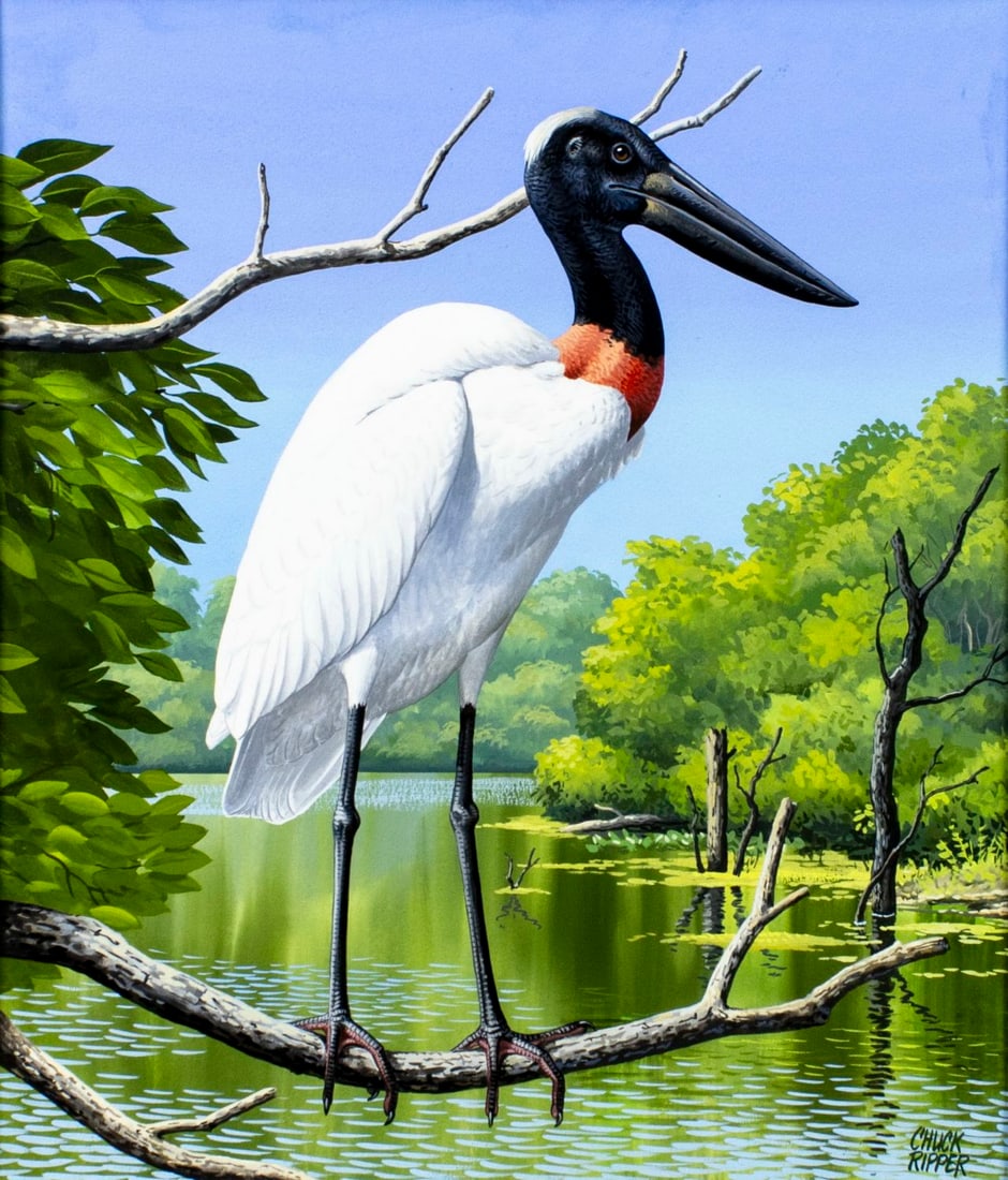 Chuck Ripper (WV,PA,1929-2019) gouache painting: ARTIST: Chuck Ripper (West Virginia, Pennsylvania, 1929 - 2019) TITLE: Jabiru Bird YEAR: 1993 MEDIUM: gouache on board CONDITION: Very good.