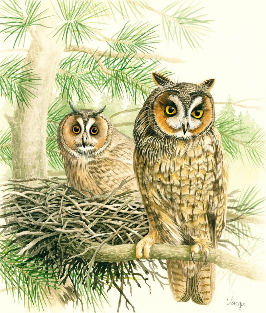 Pal Varga (Hungary,1937-?) watercolor painting: ARTIST: Pal Varga (Hungarian, 1937 - ???) TITLE: Long-earred Owl Bird, Poland (titled on verso) YEAR: 1991 MEDIUM: watercolor on heavy paper CONDITION: M