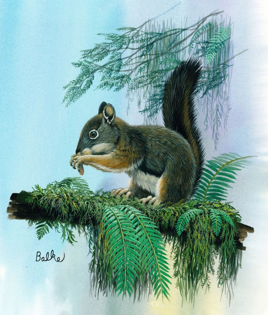 Don Balke (NC,1933-?) gouache painting: ARTIST: Don Balke (North Carolina, 1933 - ???) TITLE: Douglas Squirrel (titled on verso) YEAR: 2000 MEDIUM: gouache on board CONDITION: Overall good.