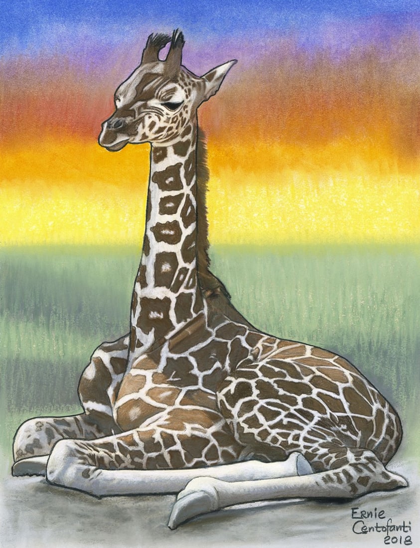 Ernie Centofanti (CA,b 1956) pastel painting: ARTIST: Ernie Centofanti (California, born 1956) TITLE: Resting Giraffe YEAR: 2018 MEDIUM: pastel on paper CONDITION: Overall good. ART SIZE:<
