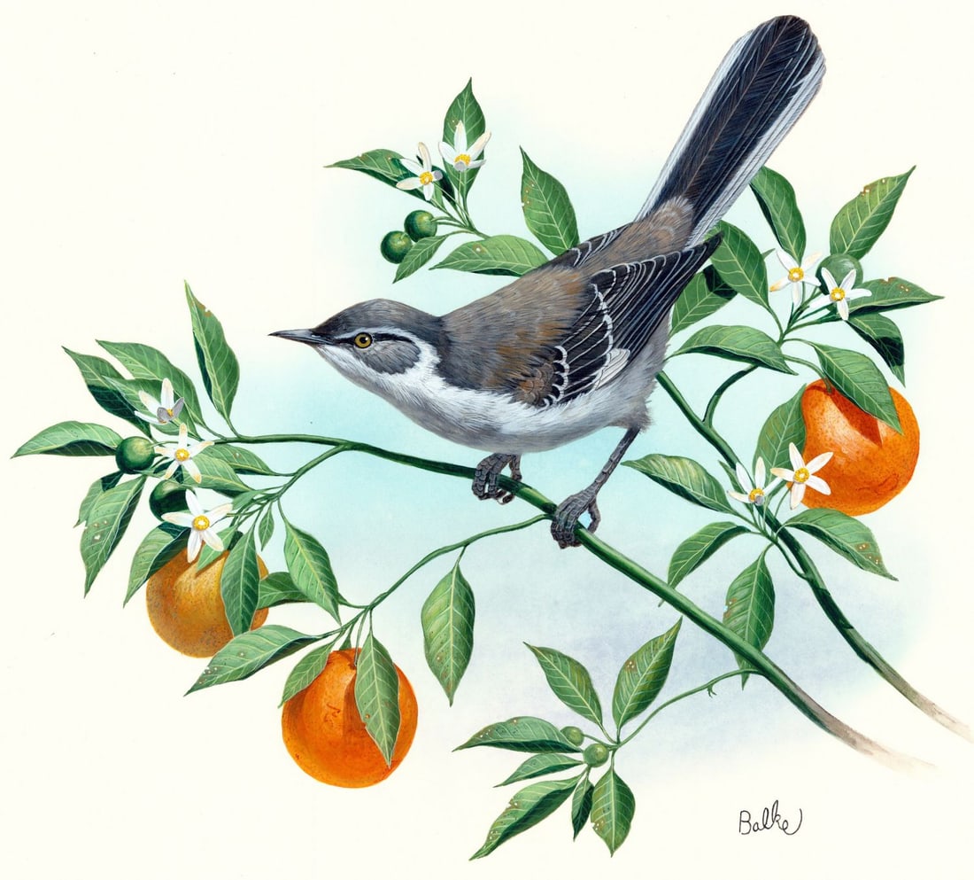Don Balke (NC,1933-?) gouache painting: ARTIST: Don Balke (North Carolina, 1933 - ???) TITLE: Mockingbird, Florida (titled on verso) YEAR: 1985 MEDIUM: gouache on board CONDITION: Minor damages