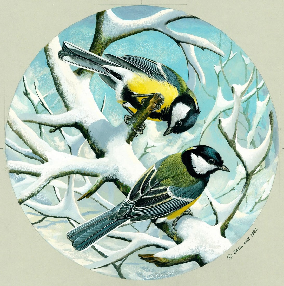 Basil Rashley Ede (DC,PA,UK,1931-2016) gouache painting: ARTIST: Basil Rashley Ede (District Of Columbia, Pennsylvania, United Kingdom, 1931 - 2016) TITLE: Great Titmouse Bird YEAR: 1983 MEDIUM: gouache on heavy paper C