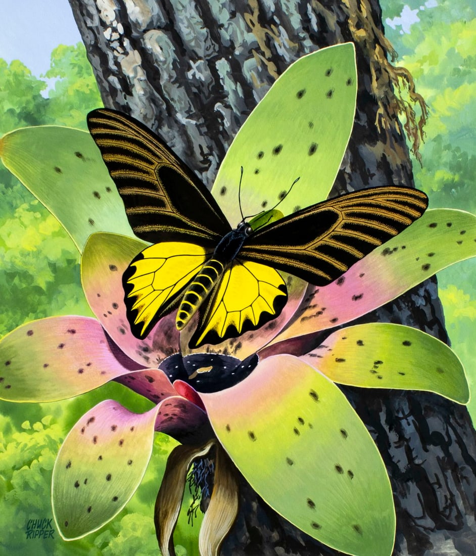 Chuck Ripper (WV,PA,1929-2019) gouache painting: ARTIST: Chuck Ripper (West Virginia, Pennsylvania, 1929 - 2019) TITLE: Golden Birdwing Butterfly (titled on verso) YEAR: 1998 MEDIUM: gouache on board CONDITION