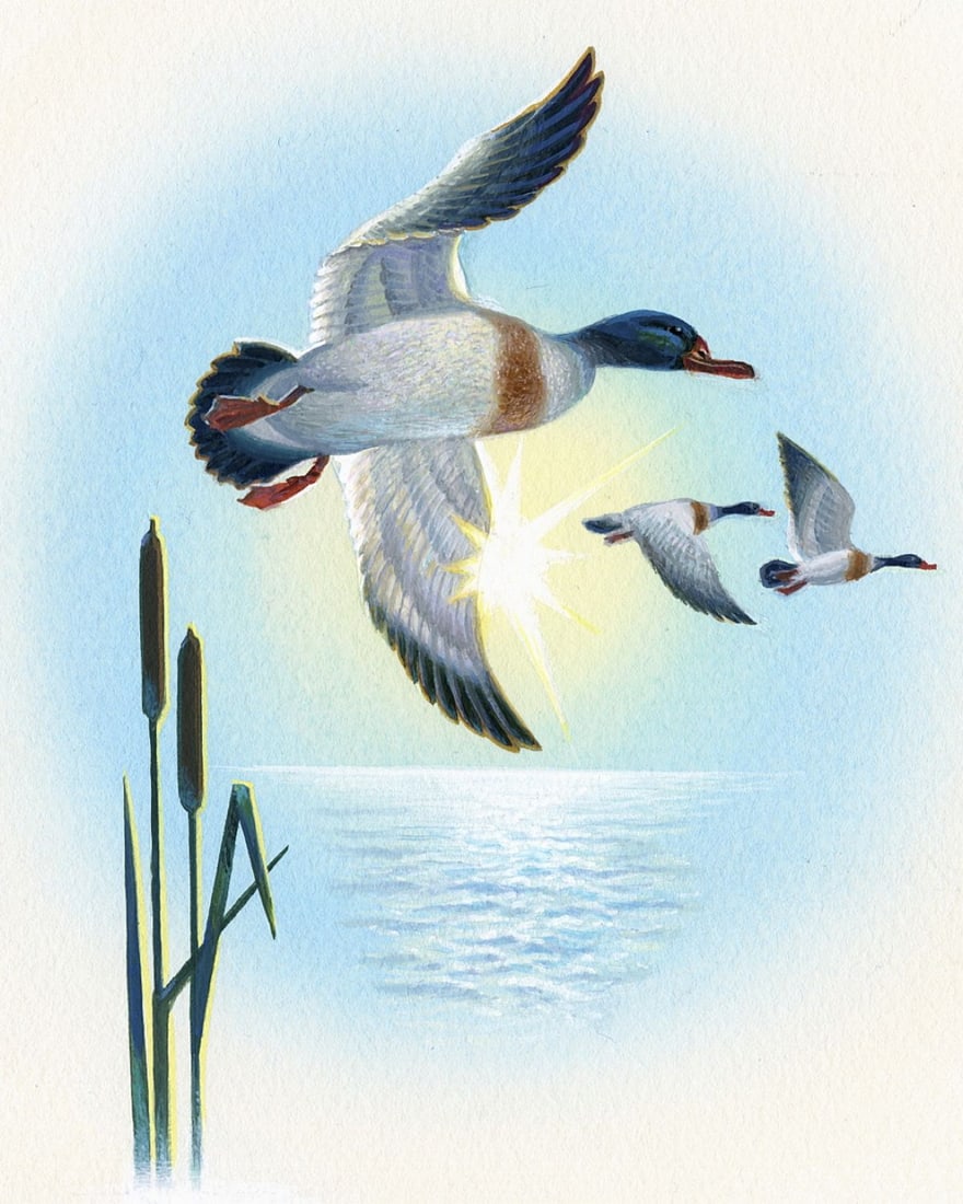 Ivan Kozlov (Russia,1937-?) gouache painting: ARTIST: Ivan Kozlov (Russian, 1937 - ???) TITLE: Shelduck (titled on verso) YEAR: 1989 MEDIUM: gouache on paper. Paper applied to board. CONDITION: Ver