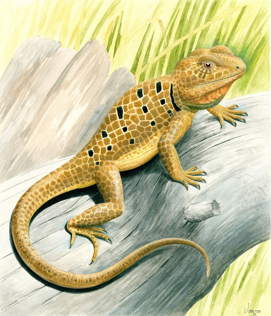 Pal Varga (Hungary,1937-?) watercolor painting: ARTIST: Pal Varga (Hungarian, 1937 - ???) TITLE: Reticulate Collared Lizard (titled on verso) YEAR: 2003 MEDIUM: watercolor on heavy paper CONDITION: Ver