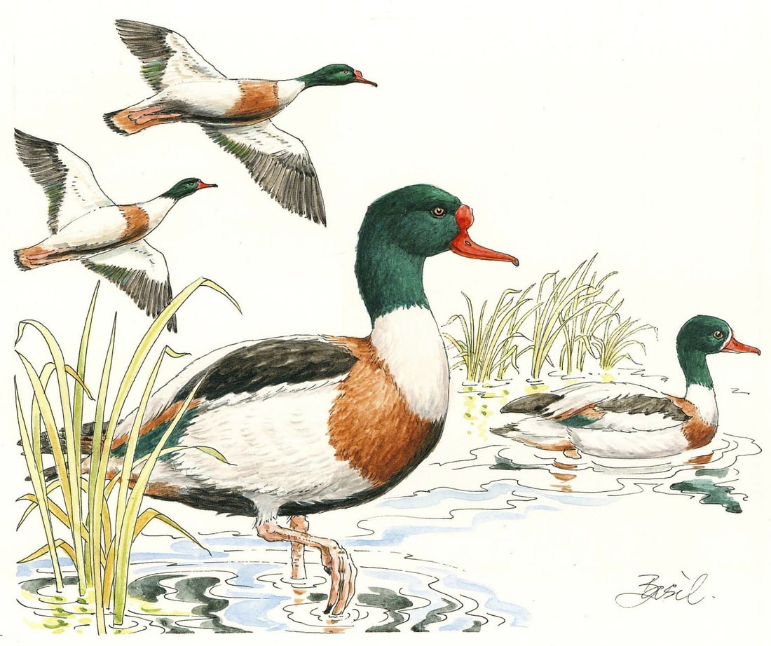 Basil Smith (UK,1925-2010) watercolor painting: ARTIST: Basil Smith (United Kingdom, 1925 - 2010) TITLE: France - Shelduck (titled on verso) YEAR: 1993 MEDIUM: watercolor on board CONDITION: Very goo