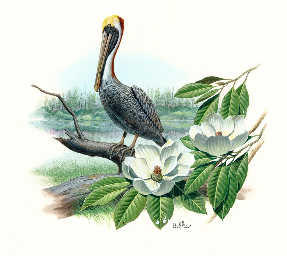 Don Balke (NC,1933-?) gouache painting: ARTIST: Don Balke (North Carolina, 1933 - ???) TITLE: Pelican Bird (titled on verso) YEAR: 1985 MEDIUM: gouache on board CONDITION: Very good.