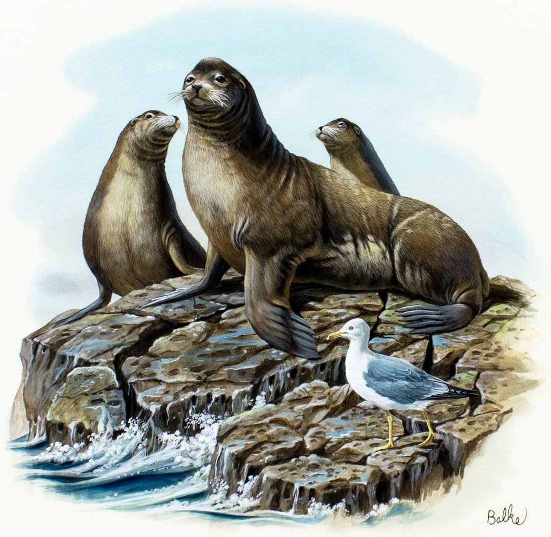 Don Balke (NC,1933-?) gouache painting: ARTIST: Don Balke (North Carolina, 1933 - ???) TITLE: California Sea Lion (titled on verso) YEAR: 1986 MEDIUM: gouache and watercolor on board CONDITION: