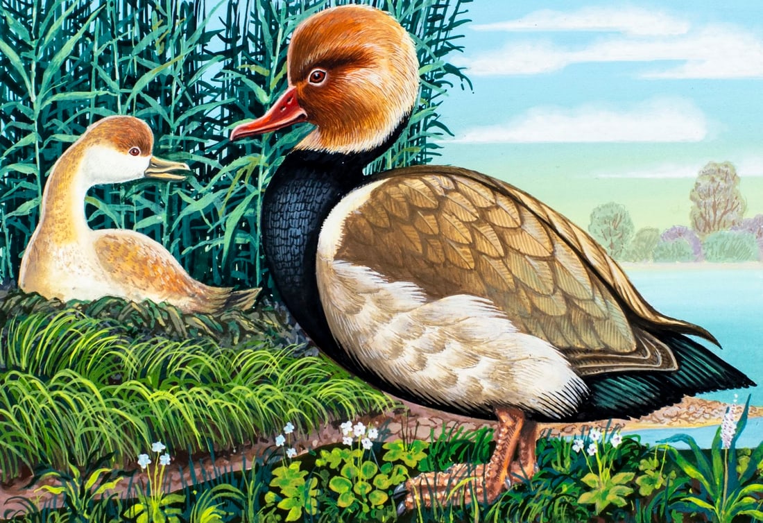 Yury Levinovsky (Russia,1933-2008) gouache painting: ARTIST: Yury Konstantinovich Levinovsky (Russian, 1933 - 2008) TITLE: Red-crested Pochard Duck YEAR: 2005 MEDIUM: gouache on heavy paper CONDITION: Ove