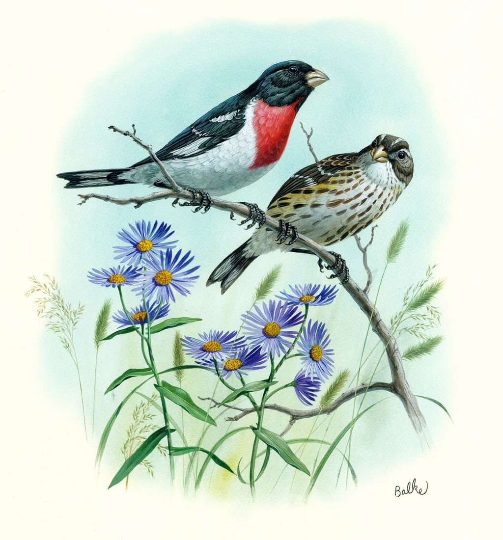 Don Balke (NC,1933-?) gouache painting: ARTIST: Don Balke (North Carolina, 1933 - ???) TITLE: Grosbeak Bird (titled on verso) YEAR: 1988 MEDIUM: gouache on board CONDITION: Very good.
