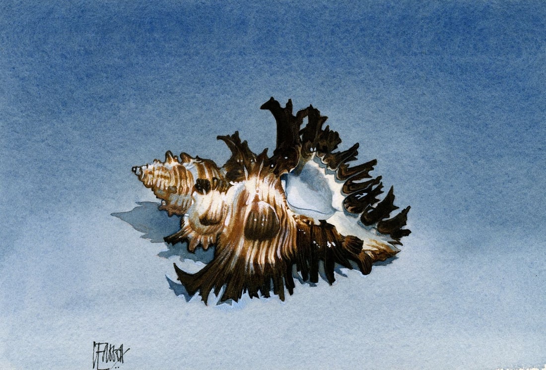 Clive Abbott (UK,1933-2008) watercolor painting: ARTIST: Clive Abbott (United Kingdom, 1933 - 2008) TITLE: Chicoreus Brunneus - Murex (titled on verso) YEAR: 1998 MEDIUM: watercolor on paper. Paper applied to board.