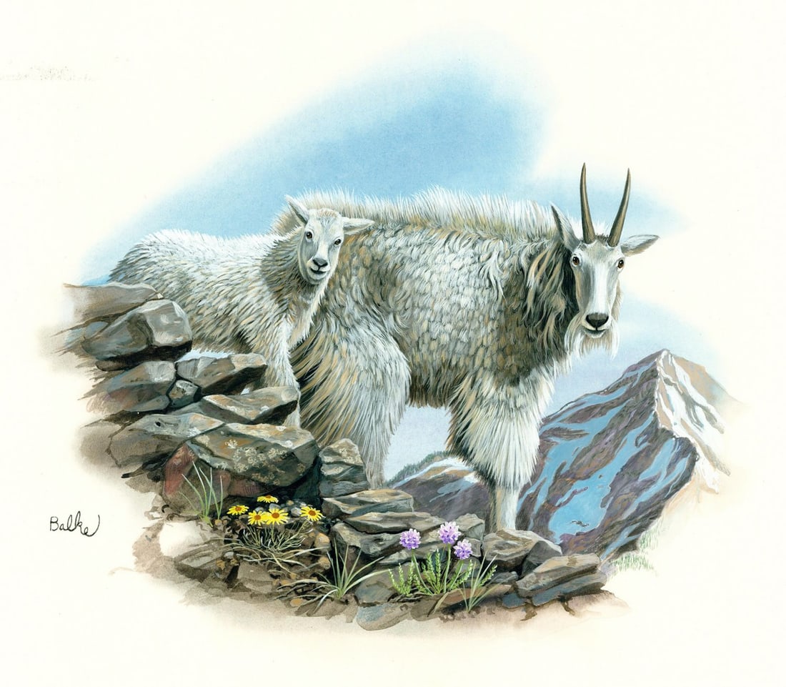 Don Balke (NC,1933-?) gouache painting: ARTIST: Don Balke (North Carolina, 1933 - ???) TITLE: The Rocky Mountain Goat, Montana (titled on verso) YEAR: 1984 MEDIUM: gouache on board CONDITION: M