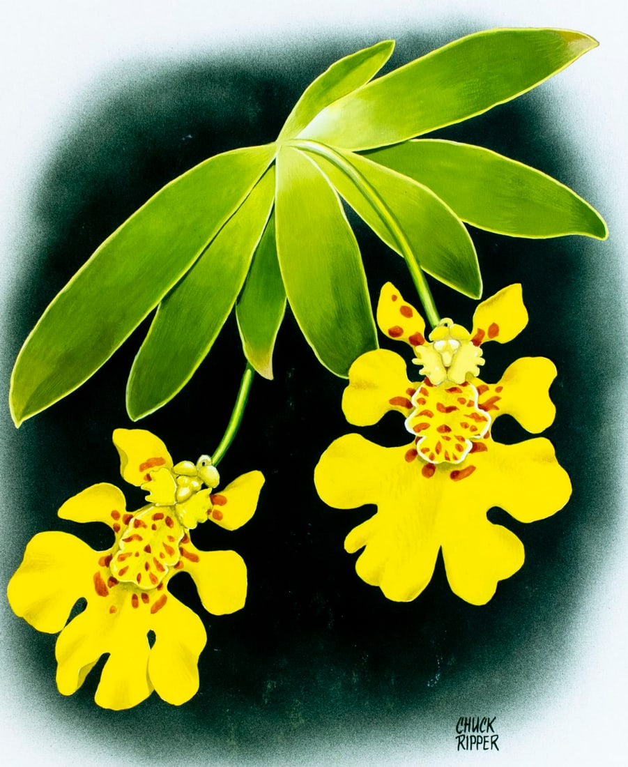 Chuck Ripper (WV,PA,1929-2019) gouache painting: ARTIST: Chuck Ripper (West Virginia, Pennsylvania, 1929 - 2019) TITLE: Psygmorchis Pusilla (titled on verso) YEAR: 2005 MEDIUM: gouache on board CONDITION:
