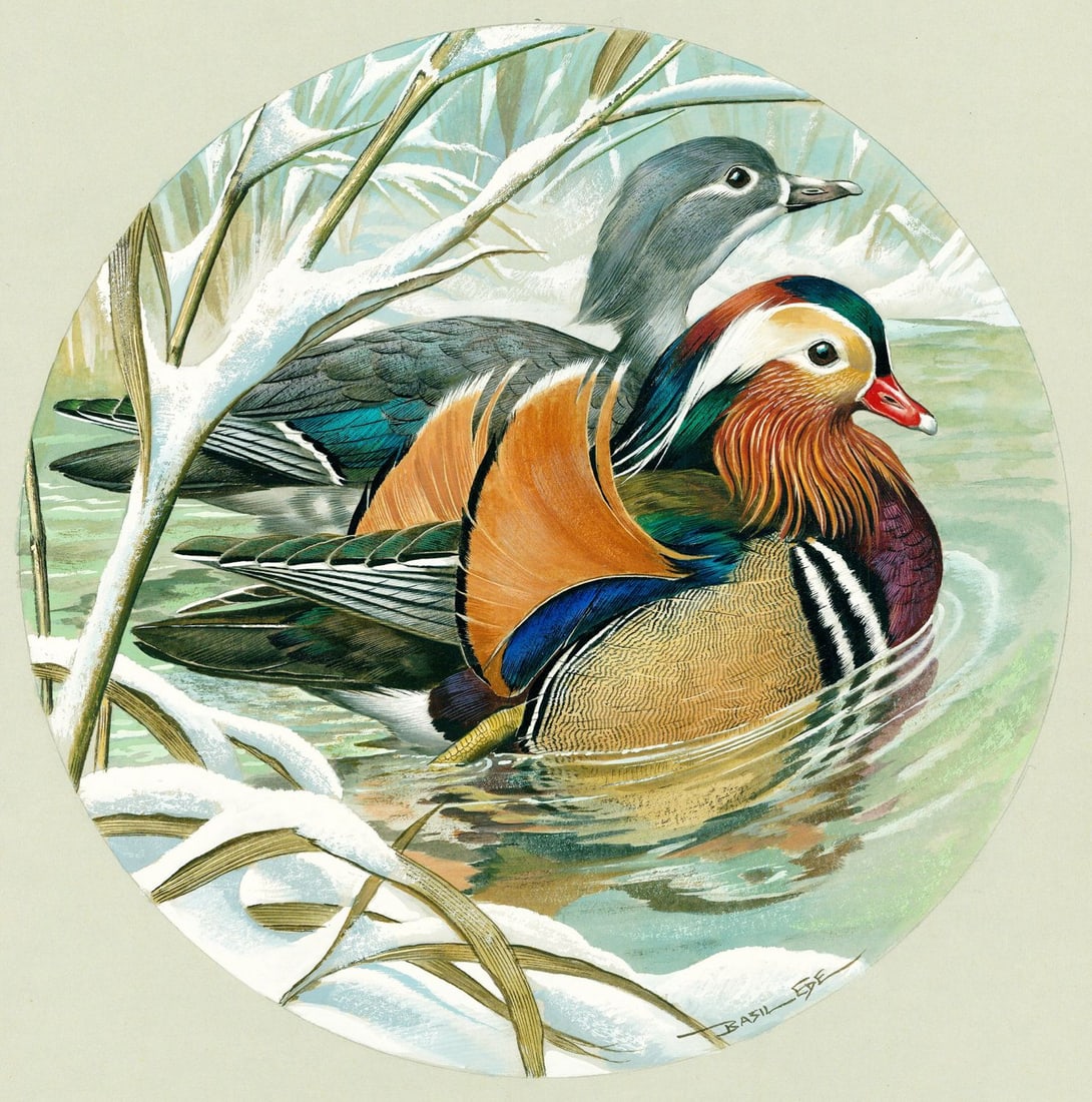 Basil Rashley Ede (DC,PA,UK,1931-2016) gouache painting: ARTIST: Basil Rashley Ede (District Of Columbia, Pennsylvania, United Kingdom, 1931 - 2016) TITLE: Mandarin Duck YEAR: 1980 MEDIUM: gouache on heavy paper CONDITI