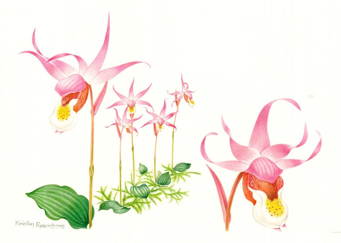 Kristen Rosenberg (UK,1933-?) watercolor painting: ARTIST: Kristen Rosenberg (United Kingdom, 1933 - ???) TITLE: Illustration - Orchid, Pacific Calypso (titled on verso) YEAR: 1984 MEDIUM: watercolor on paper. Paper applie
